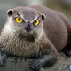 Illustration for article titled Yikes, these animal hybrids are so hilariously terrifying
